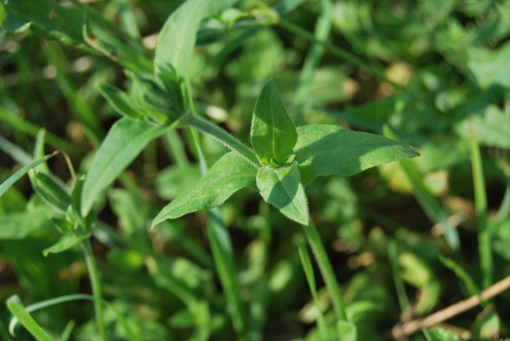 Silene alba